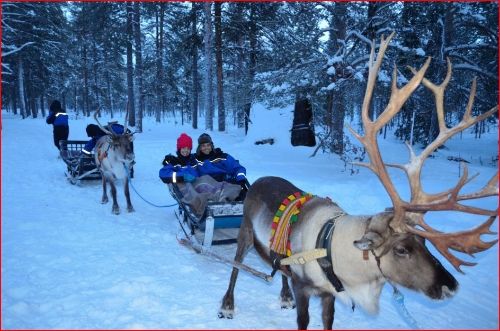 Laponia, un cuento de Navidad - Blogs de Finlandia - VIERNES 6 – TRINEO DE RENOS Y SPA (1)