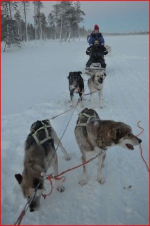 Laponia, un cuento de Navidad - Blogs de Finlandia - SABADO 7 – DEPORTES DE INVIERNO Y PASEO EN HUSKIES (3)