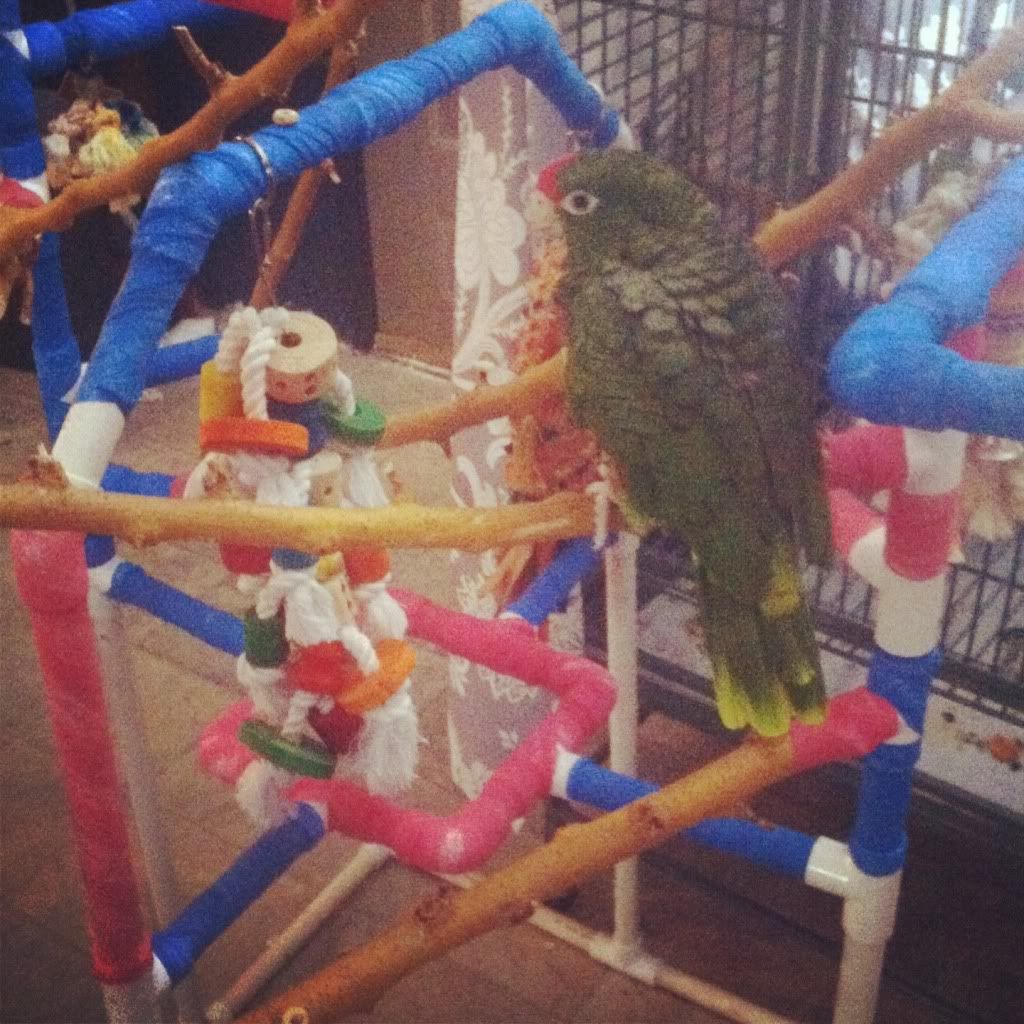 homemade-jungle-gym-parrot-forum-parrot-owner-s-community