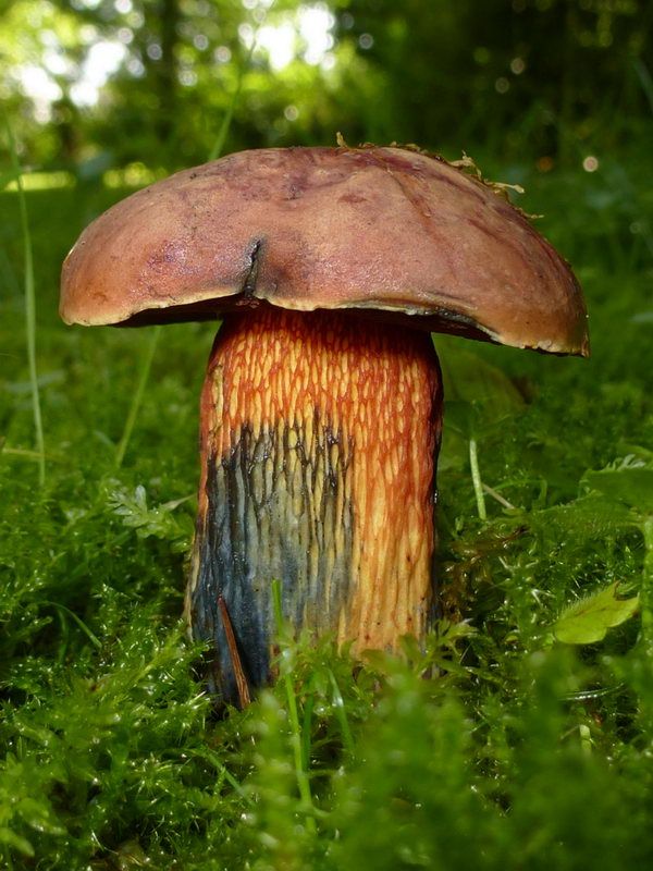 Suillellus Luridus Schaeff Murrill German Basidiomycetes