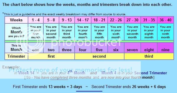 Pregnancy trimester breakdown
