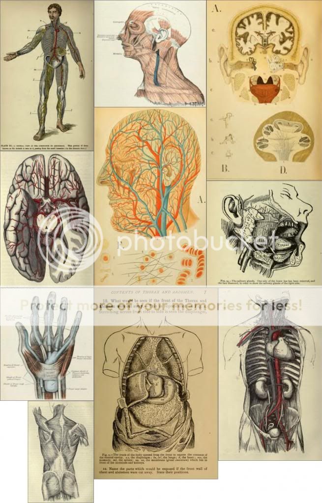 HUMAN BODY ANATOMY Rare Vintage Book Collection 33 Anatomy Books on CD ...